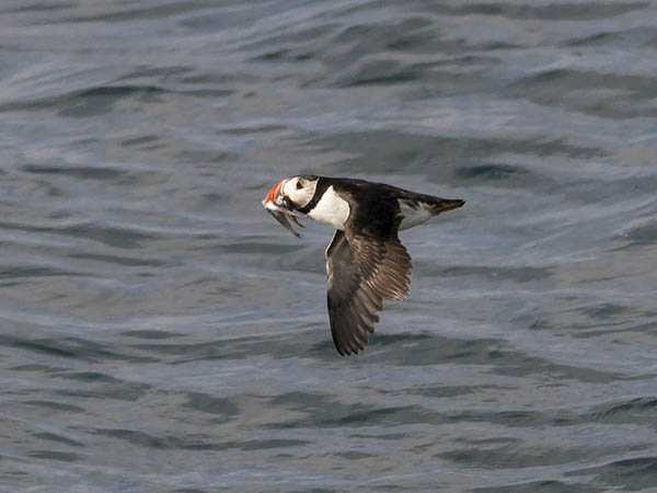 Lunni, Atlantic Puffin, Fratercula arctica