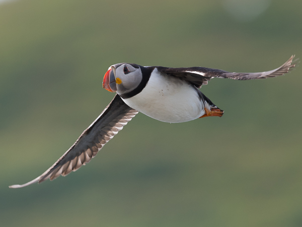 Lunni, Atlantic Puffin, Fratercula arctica