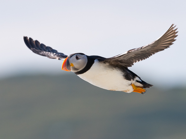 Lunni, Atlantic Puffin, Fratercula arctica
