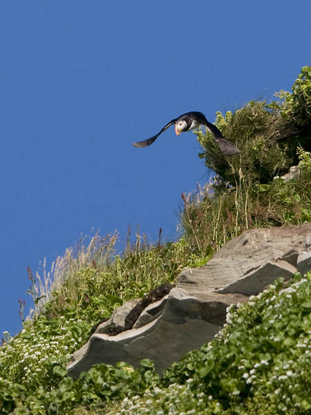 Lunni, Atlantic Puffin, Fratercula arctica