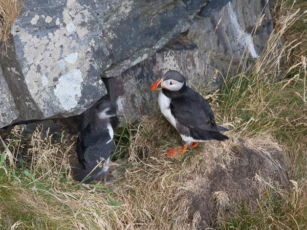 Lunni, Atlantic Puffin, Fratercula arctica