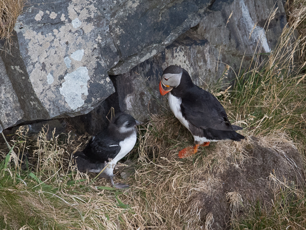 Lunni, Atlantic Puffin, Fratercula arctica