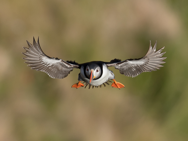 Lunni, Atlantic Puffin, Fratercula arctica