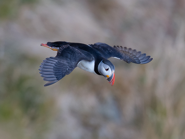 Lunni, Atlantic Puffin, Fratercula arctica