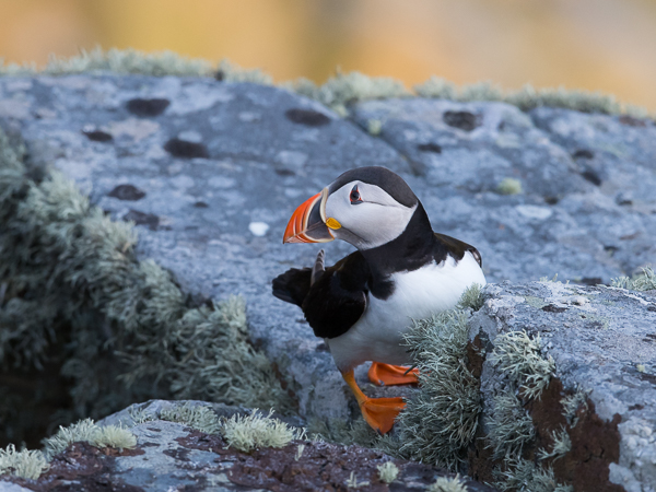 Lunni, Atlantic Puffin, Fratercula arctica