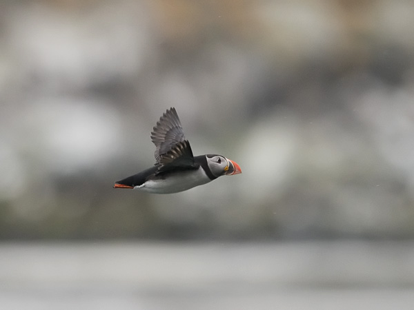 Lunni, Atlantic Puffin, Fratercula arctica
