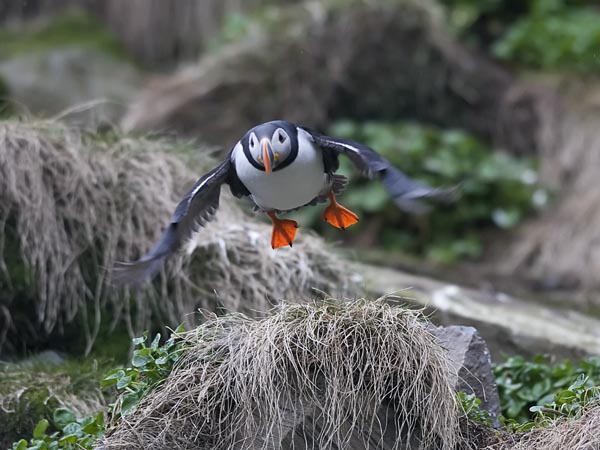 Lunni, Atlantic Puffin, Fratercula arctica