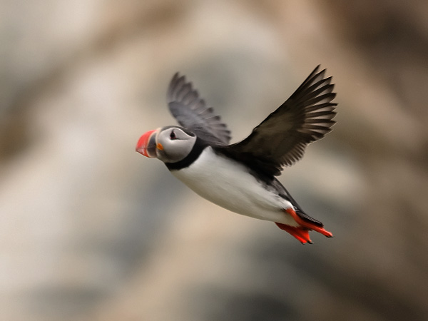 Lunni, Atlantic Puffin, Fratercula arctica