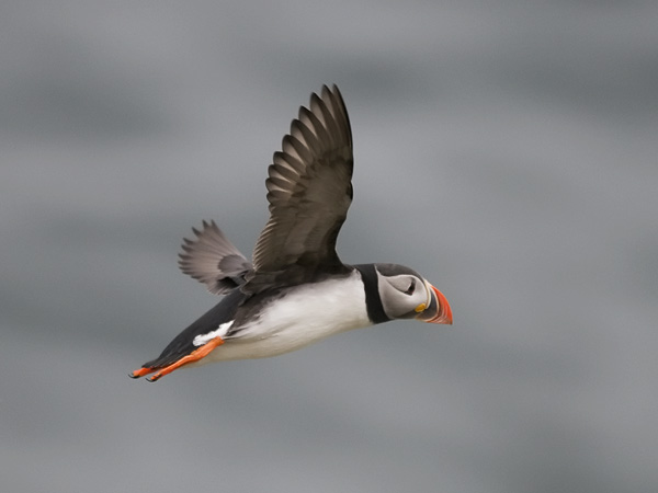 Lunni, Atlantic Puffin, Fratercula arctica