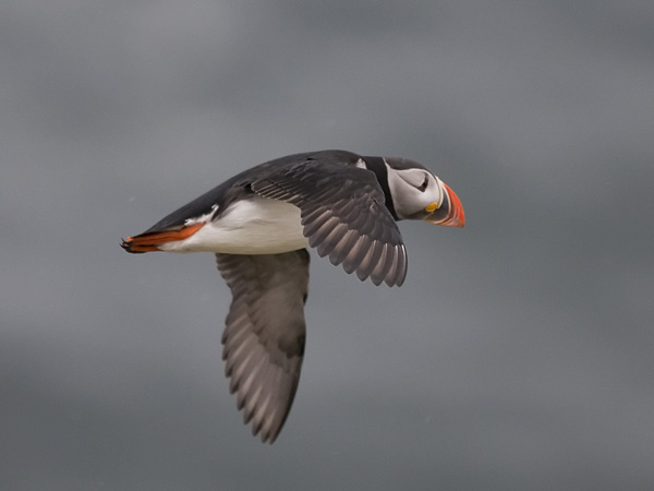 Lunni, Atlantic Puffin, Fratercula arctica