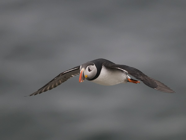 Lunni, Atlantic Puffin, Fratercula arctica