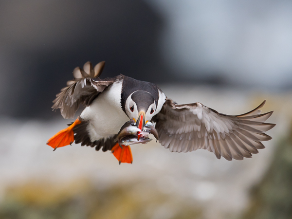 Lunni, Atlantic Puffin, Fratercula arctica