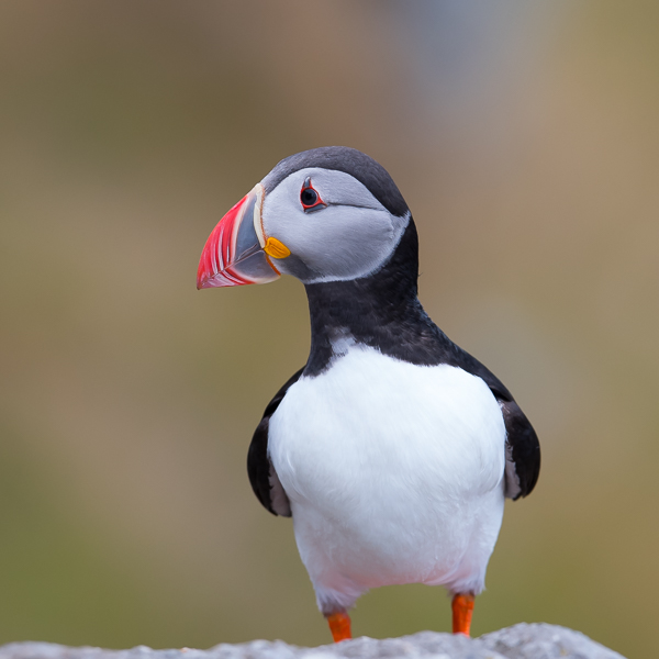 Lunni, Atlantic Puffin, Fratercula arctica