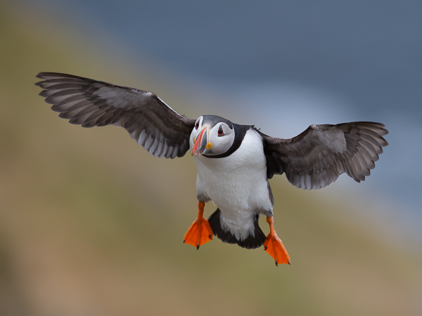 Lunni, Atlantic Puffin, Fratercula arctica