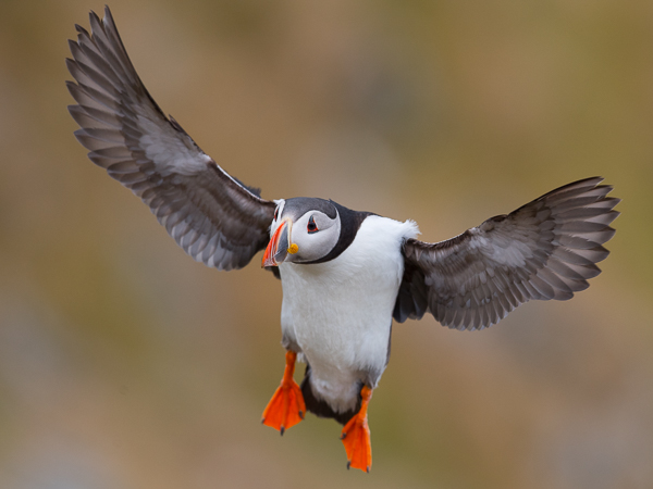 Lunni, Atlantic Puffin, Fratercula arctica