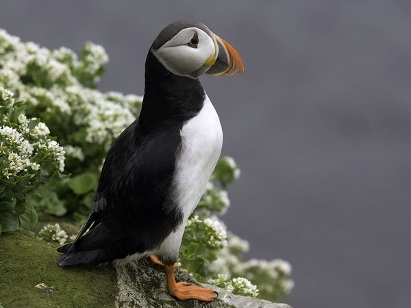 Lunni, Atlantic Puffin, Fratercula arctica