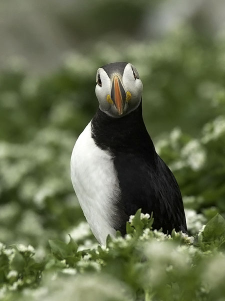 Lunni, Atlantic Puffin, Fratercula arctica