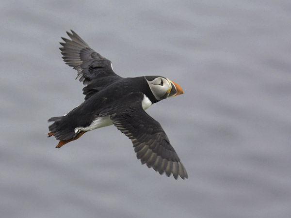 Lunni, Atlantic Puffin, Fratercula arctica