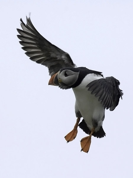 Lunni, Atlantic Puffin, Fratercula arctica