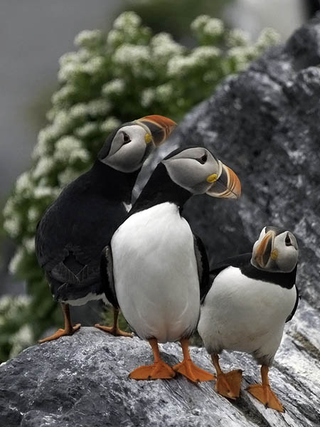 Lunni, Atlantic Puffin, Fratercula arctica