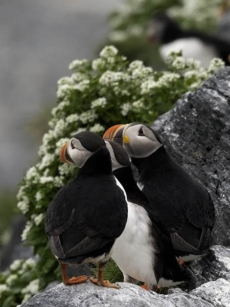Lunni, Atlantic Puffin, Fratercula arctica