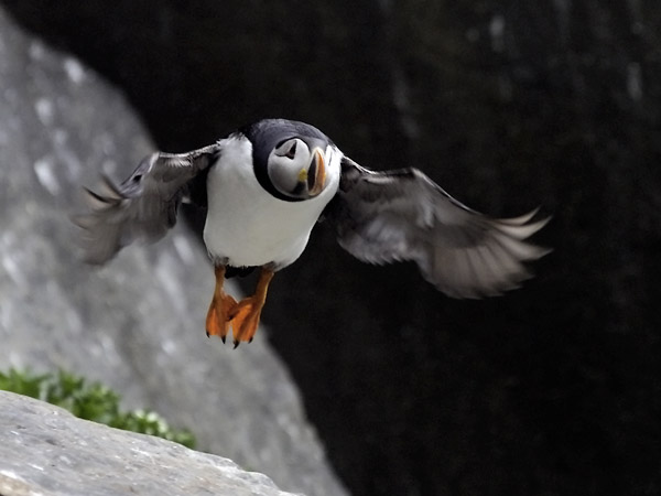 Lunni, Atlantic Puffin, Fratercula arctica