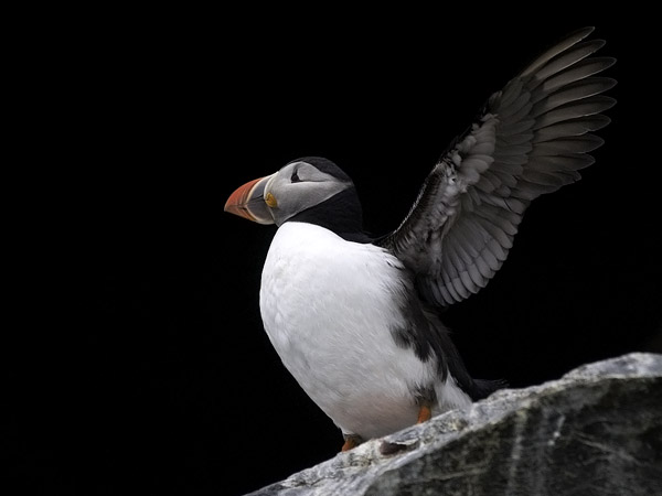 Lunni, Atlantic Puffin, Fratercula arctica