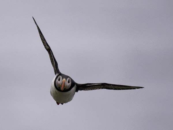Lunni, Atlantic Puffin, Fratercula arctica