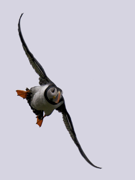 Lunni, Atlantic Puffin, Fratercula arctica