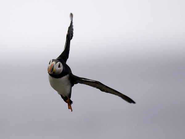 Lunni, Atlantic Puffin, Fratercula arctica