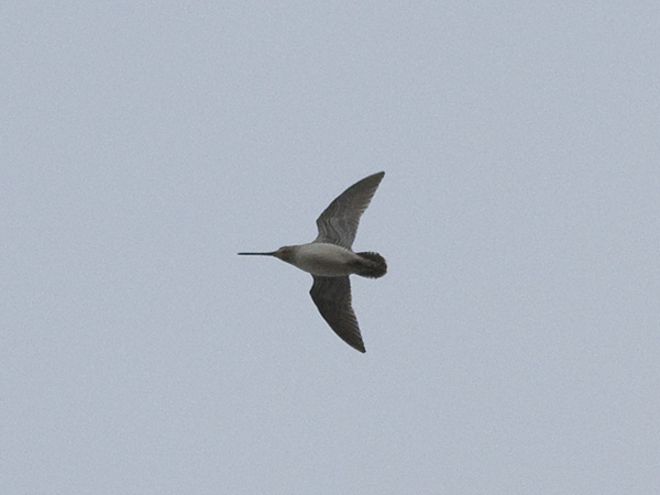 Amerikantaivaanvuohi, Wilson´s Snipe, Gallinago delicata
