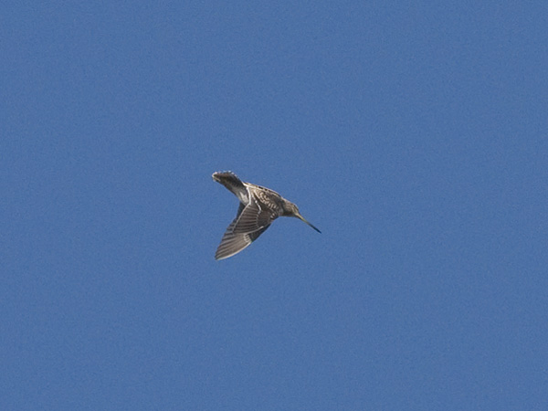Amerikantaivaanvuohi, Wilson´s Snipe, Gallinago delicata