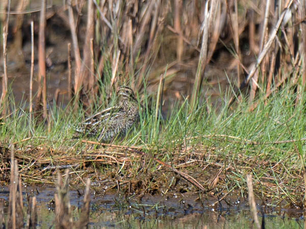 Amerikantaivaanvuohi, Wilson´s Snipe, Gallinago delicata