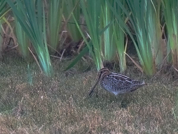 Amerikantaivaanvuohi, Wilson´s Snipe, Gallinago delicata