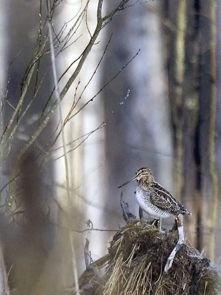 Amerikantaivaanvuohi, Wilson´s Snipe, Gallinago delicata