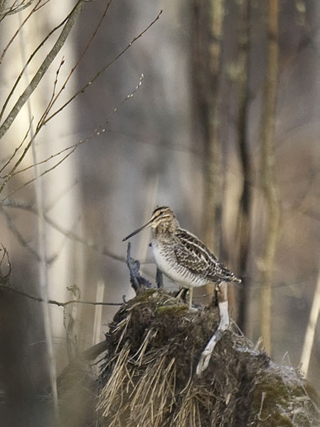 Amerikantaivaanvuohi, Wilson´s Snipe, Gallinago delicata