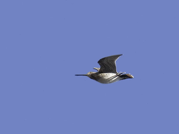 Amerikantaivaanvuohi, Wilson´s Snipe, Gallinago delicata