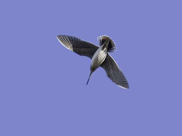 Amerikantaivaanvuohi, Wilson´s Snipe, Gallinago delicata