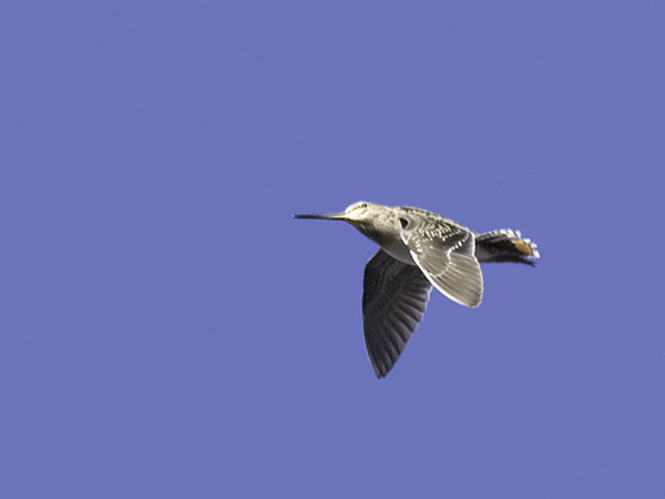 Amerikantaivaanvuohi, Wilson´s Snipe, Gallinago delicata