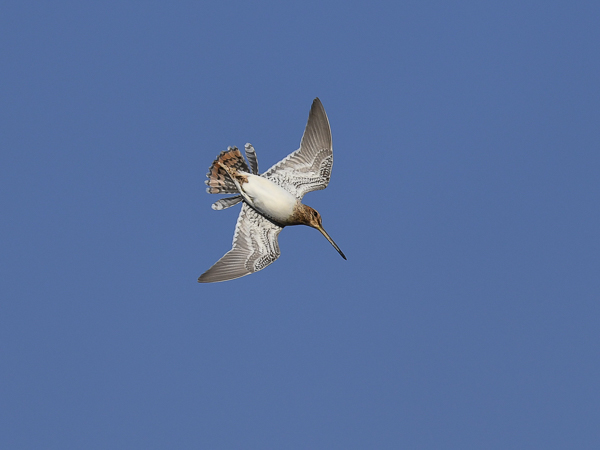 Taivaanvuohi, Common Snipe, Gallinago gallinago