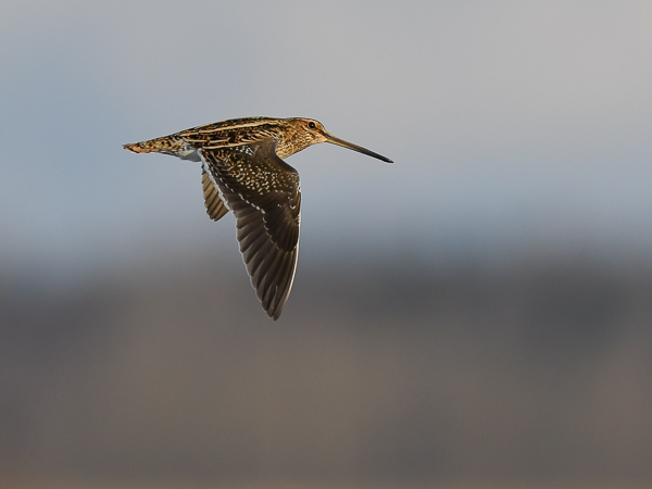 Taivaanvuohi, Common Snipe, Gallinago gallinago