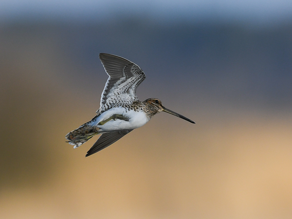 Taivaanvuohi, Common Snipe, Gallinago gallinago