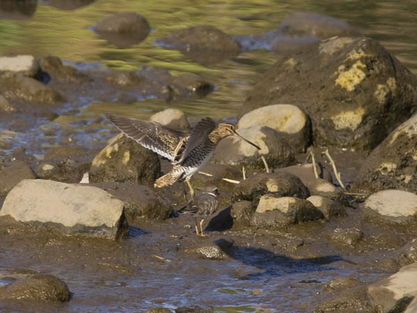 Taivaanvuohi, Common Snipe, Gallinago gallinago