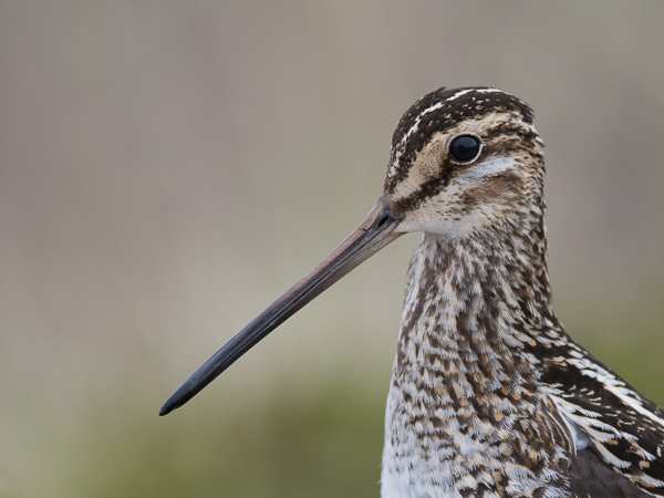 Taivaanvuohi, Common Snipe, Gallinago gallinago