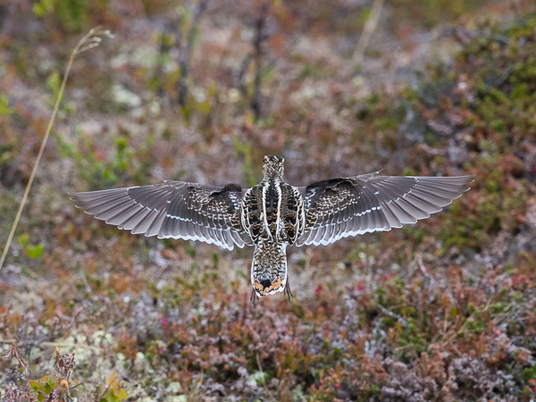 Taivaanvuohi, Common Snipe, Gallinago gallinago