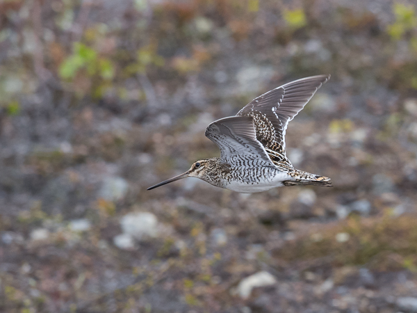 Taivaanvuohi, Common Snipe, Gallinago gallinago