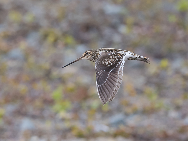 Taivaanvuohi, Common Snipe, Gallinago gallinago