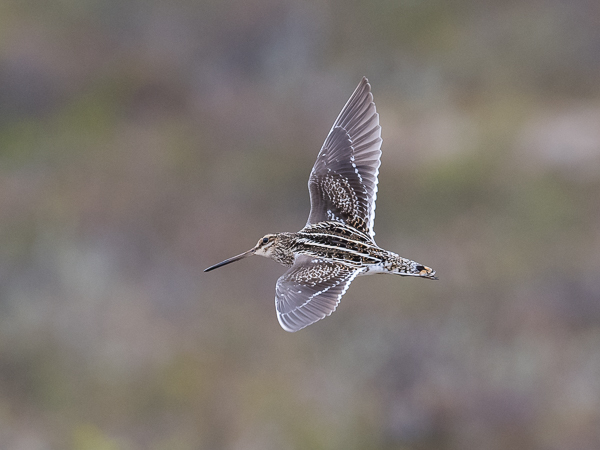 Taivaanvuohi, Common Snipe, Gallinago gallinago