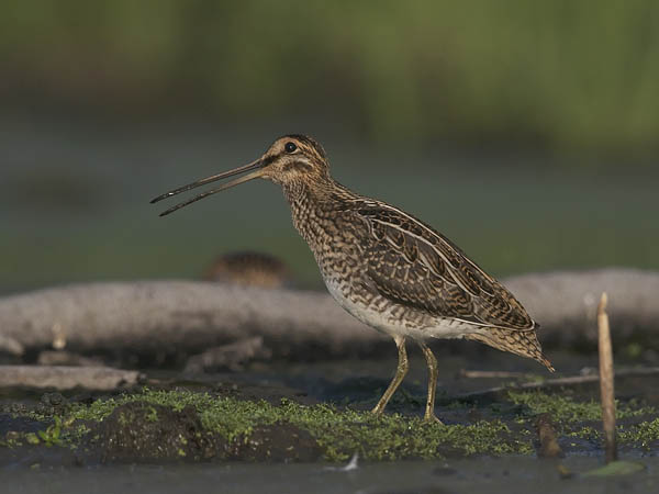 Taivaanvuohi, Common Snipe, Gallinago gallinago