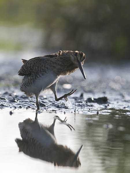 Taivaanvuohi, Common Snipe, Gallinago gallinago